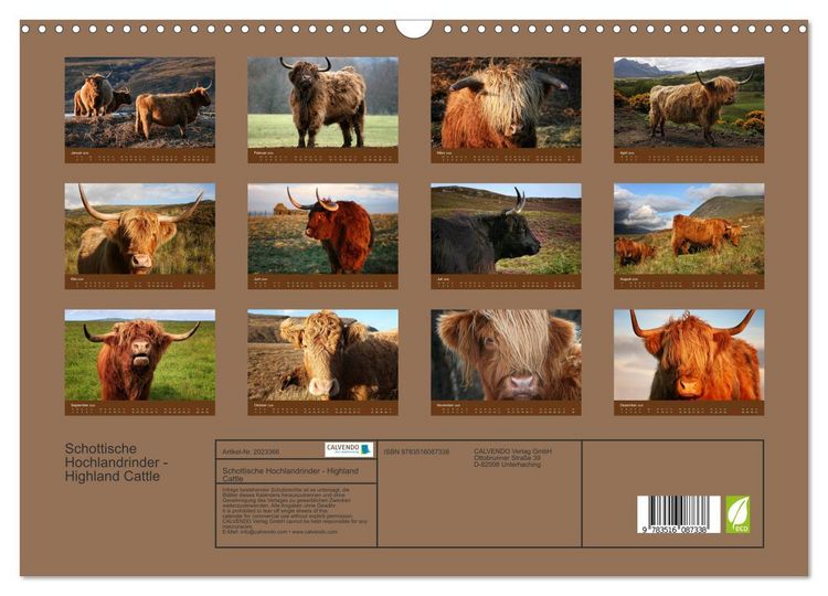 Produktbild: Schottische Hochlandrinder - Highland Cattle (Wandkalender 2026 DIN A3 quer), CALVENDO Monatskalender