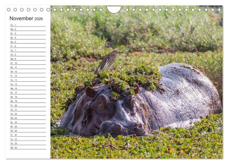 Produktbild: Emotionale Momente: Nilpferde hautnah (Wandkalender 2026 DIN A4 quer), CALVENDO Monatskalender