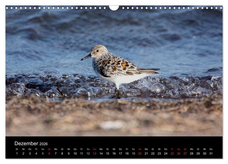 Produktbild: Limikolen Watv&ouml;gel auf dem Zug (Wandkalender 2026 DIN A3 quer), CALVENDO Monatskalender