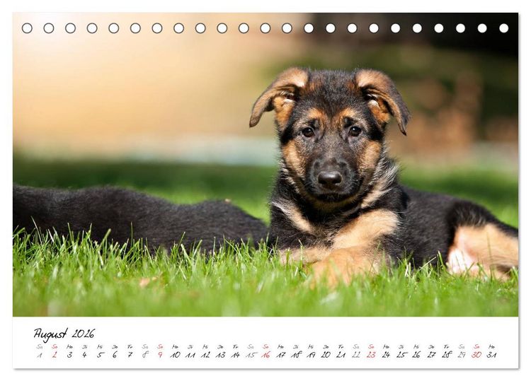 Produktbild: Junge Deutsche Sch&auml;ferhunde (Tischkalender 2026 DIN A5 quer), CALVENDO Monatskalender