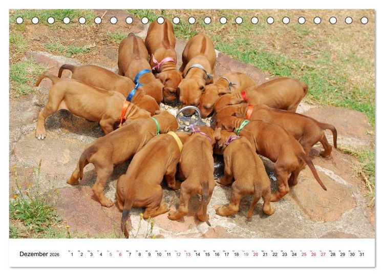 Produktbild: Rhodesian Ridgeback Welpen (Tischkalender 2026 DIN A5 quer), CALVENDO Monatskalender