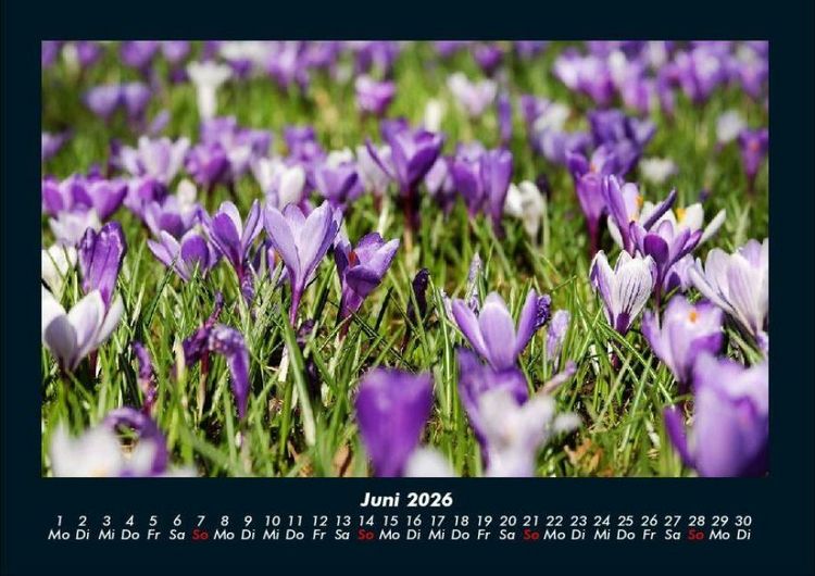 Produktbild: Blumenzauber 2026 Fotokalender DIN A4