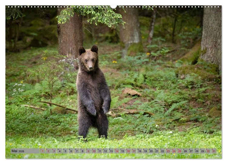 Produktbild: Krafttier B&auml;r (hochwertiger Premium Wandkalender 2026 DIN A2 quer), Kunstdruck in Hochglanz