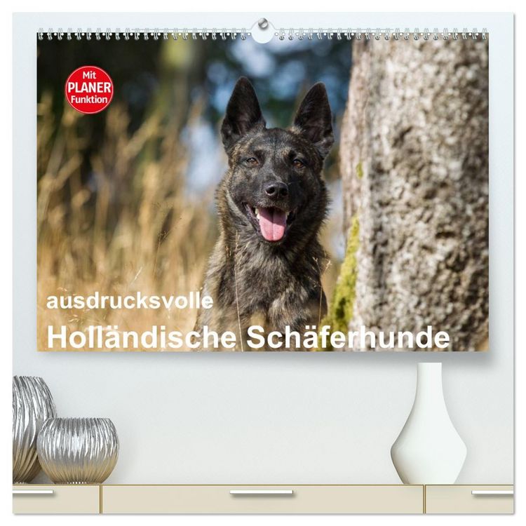 Produktbild: ausdrucksvolle Holl&auml;ndische Sch&auml;ferhunde (hochwertiger Premium Wandkalender 2026 DIN A2 quer), Kunstdruck in Hochglanz