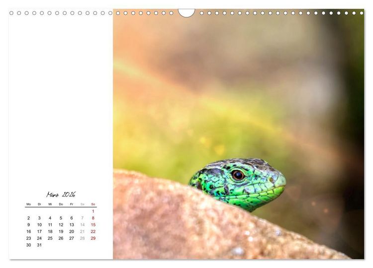 Produktbild: Eidechsen, flinke R&auml;uber (Wandkalender 2026 DIN A3 quer), CALVENDO Monatskalender