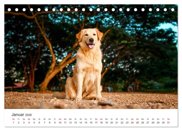 Produktbild: Golden Retriever - Die treuen Begleiter. (Tischkalender 2026 DIN A5 quer), CALVENDO Monatskalender