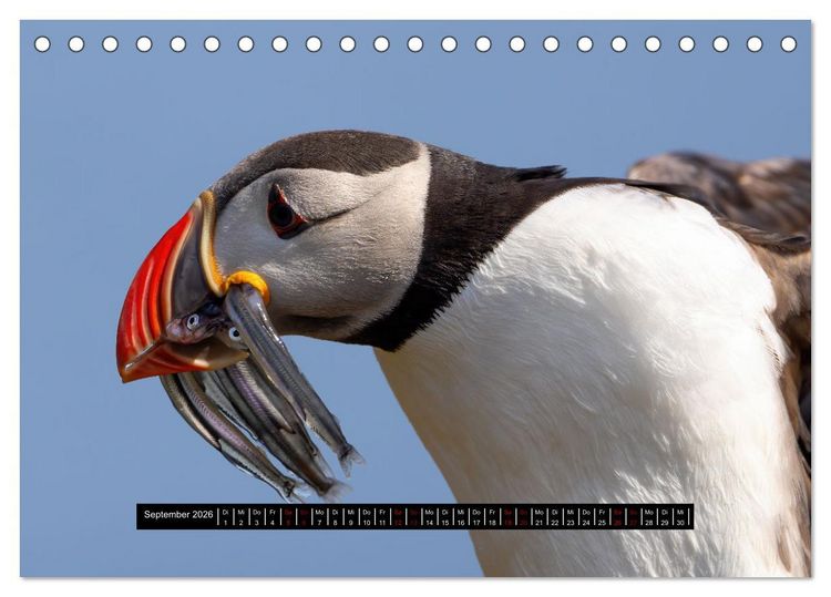 Produktbild: V&ouml;gel auf Island (Tischkalender 2026 DIN A5 quer), CALVENDO Monatskalender