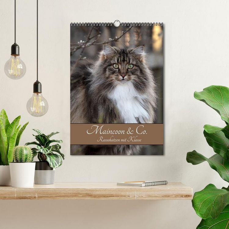 Produktbild: Maincoon & Co. - Rassekatzen mit Klasse (Wandkalender 2026 DIN A3 hoch), CALVENDO Monatskalender