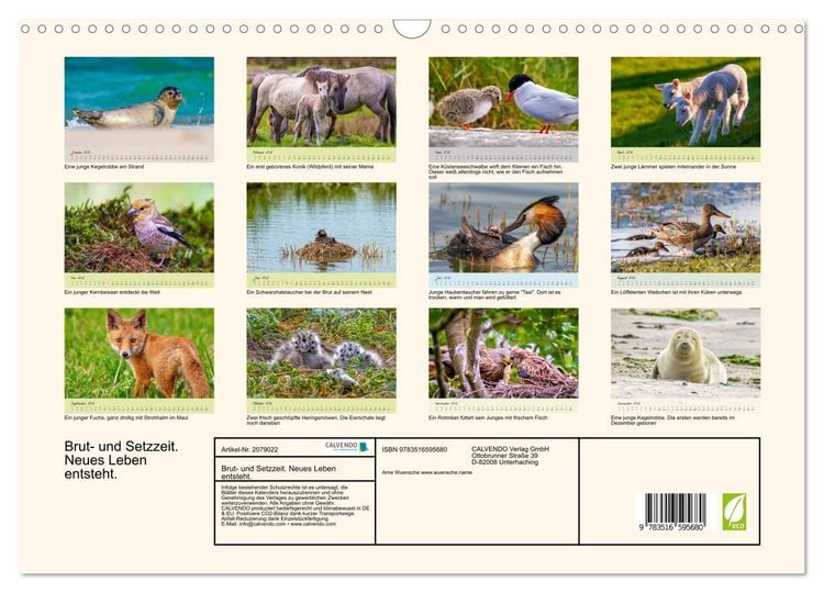 Produktbild: Brut- und Setzzeit. Neues Leben entsteht. (Wandkalender 2026 DIN A3 quer), CALVENDO Monatskalender