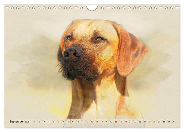 Produktbild: Rhodesian Ridgeback 2026 (Wandkalender 2026 DIN A4 quer), CALVENDO Monatskalender