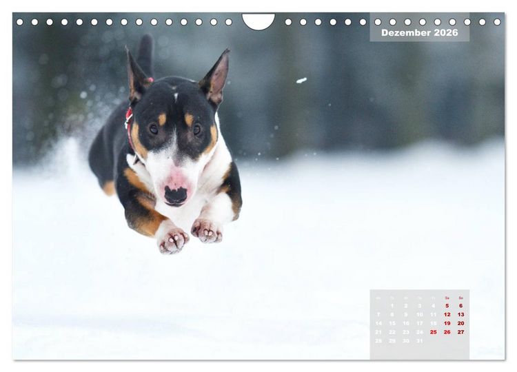 Produktbild: Bullterrier 2026 Frech und fr&ouml;hlich durch das Jahr (Wandkalender 2026 DIN A4 quer), CALVENDO Monatskalender