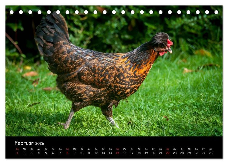 Produktbild: Gartenh&uuml;hner (Tischkalender 2026 DIN A5 quer), CALVENDO Monatskalender