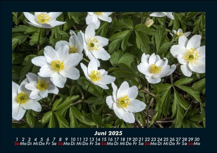 Produktbild: Pflanzen und Bl&uuml;ten 2025 Fotokalender DIN A5
