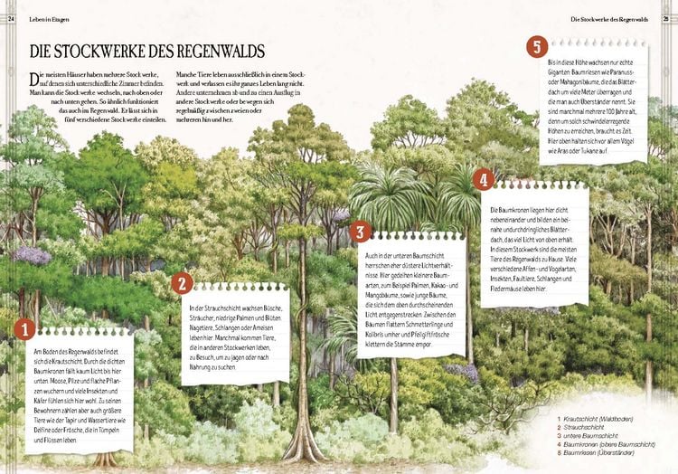 Produktbild: Verborgene Welt des Regenwaldes