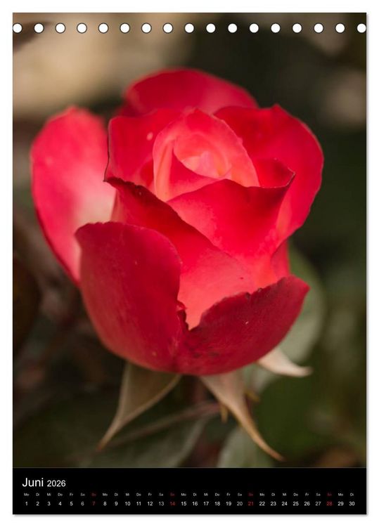 Produktbild: Zauberhafte Rosen (Tischkalender 2026 DIN A5 hoch), CALVENDO Monatskalender