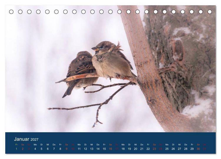 Produktbild: Spatzen-Kalender (Tischkalender 2027 DIN A5 quer), CALVENDO Monatskalender