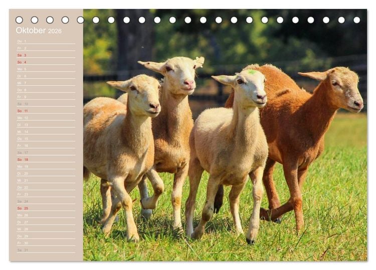 Produktbild: Schafe / Geburtstagskalender (Tischkalender 2026 DIN A5 quer), CALVENDO Monatskalender