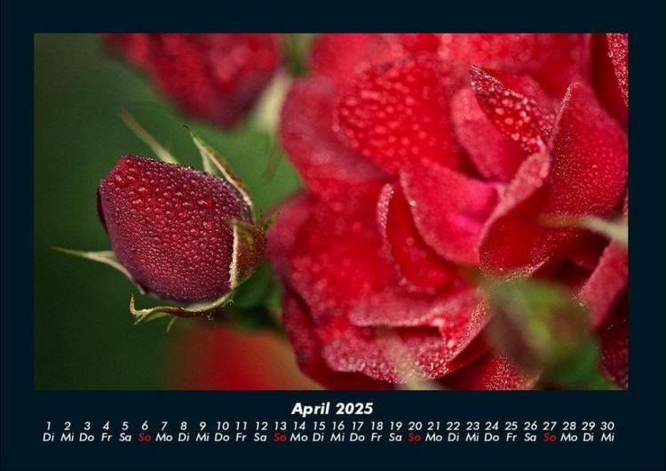 Produktbild: Rosentraum 2025 Fotokalender DIN A4