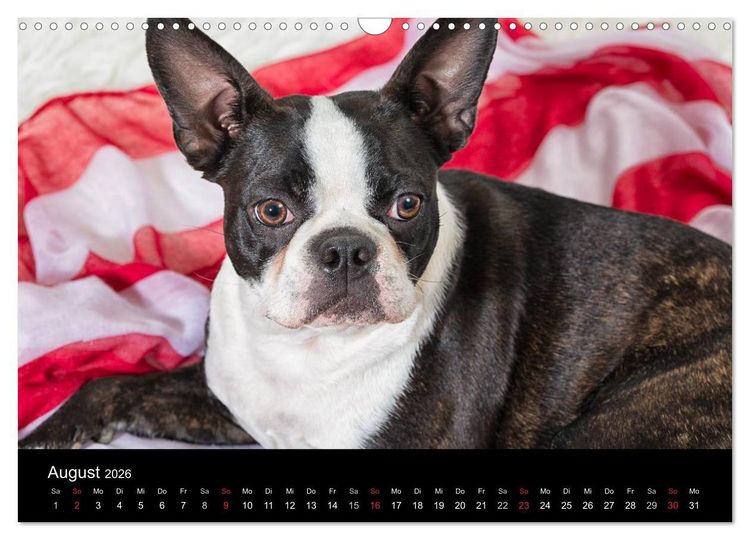 Produktbild: Colored Boston Terrier 2026 (Wandkalender 2026 DIN A3 quer), CALVENDO Monatskalender