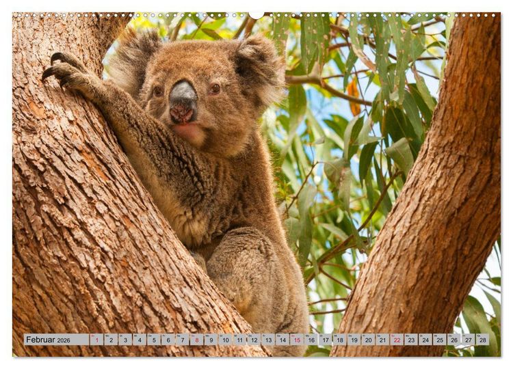 Produktbild: Australische Koalas (Wandkalender 2026 DIN A2 quer), CALVENDO Monatskalender