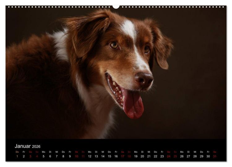 Produktbild: Charmante Australian Shepherds (Wandkalender 2026 DIN A2 quer), CALVENDO Monatskalender
