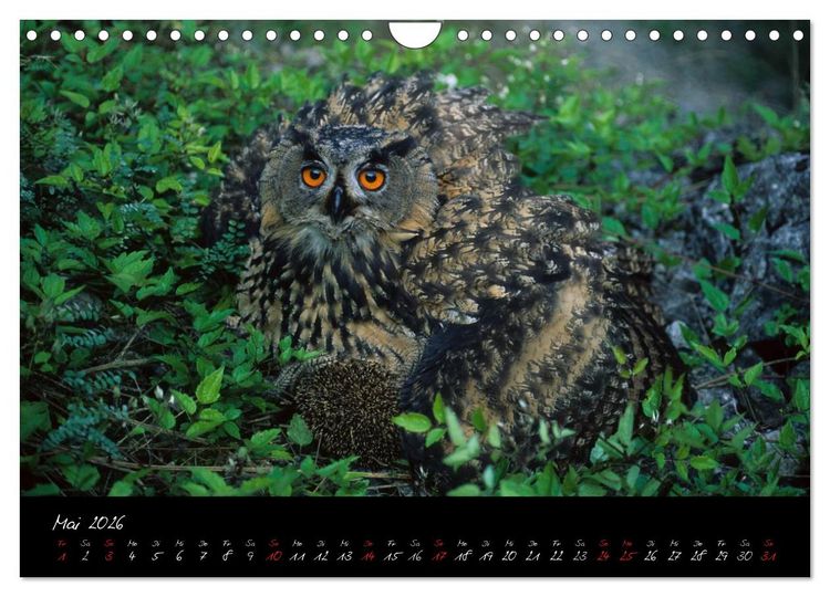 Produktbild: Heimische Eulen und Greife (Wandkalender 2026 DIN A4 quer), CALVENDO Monatskalender