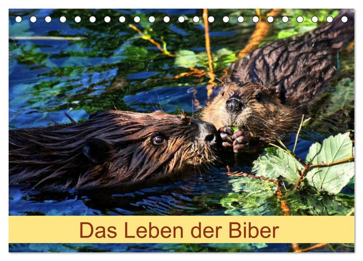 Produktbild: Das Leben der Biber (Tischkalender 2026 DIN A5 quer), CALVENDO Monatskalender