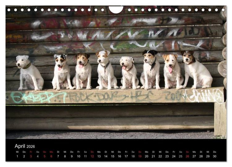 Produktbild: The Bravehearts und Freunde - Parson Russells (Wandkalender 2026 DIN A4 quer), CALVENDO Monatskalender