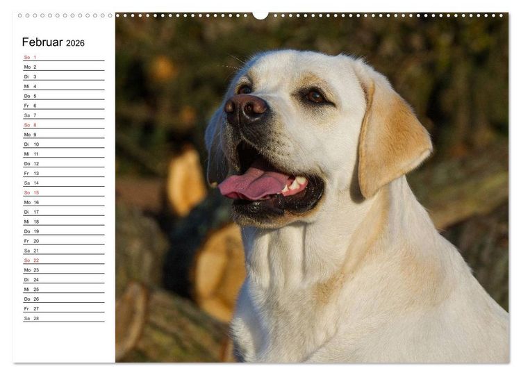 Produktbild: Labrador Retriever - Freunde f&uuml;r&acute;s Leben (hochwertiger Premium Wandkalender 2026 DIN A2 quer), Kunstdruck in Hochglanz