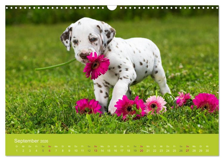 Produktbild: Welpen im Fr&uuml;hling (Wandkalender 2026 DIN A3 quer), CALVENDO Monatskalender