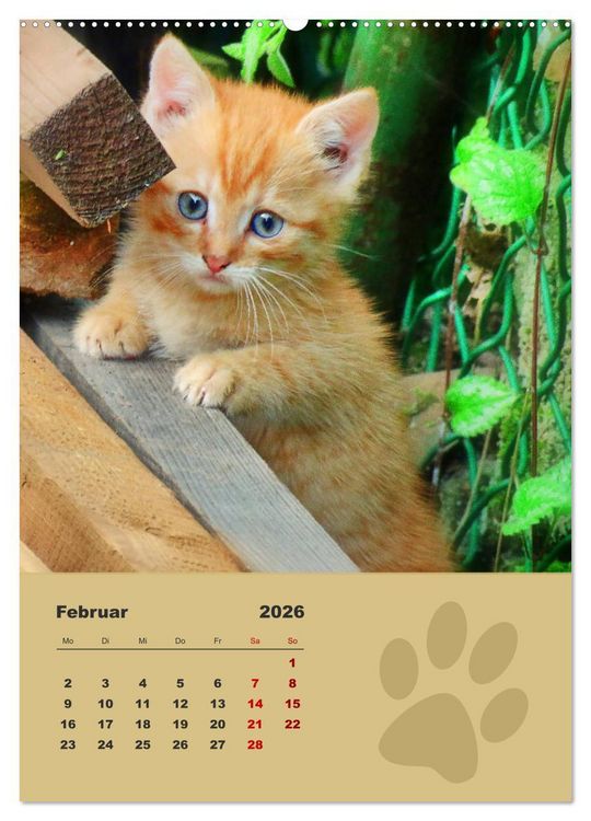 Produktbild: Wilde T&auml;tzchen, kleine wilde Katzen entdecken die Welt (Wandkalender 2026 DIN A2 hoch), CALVENDO Monatskalender