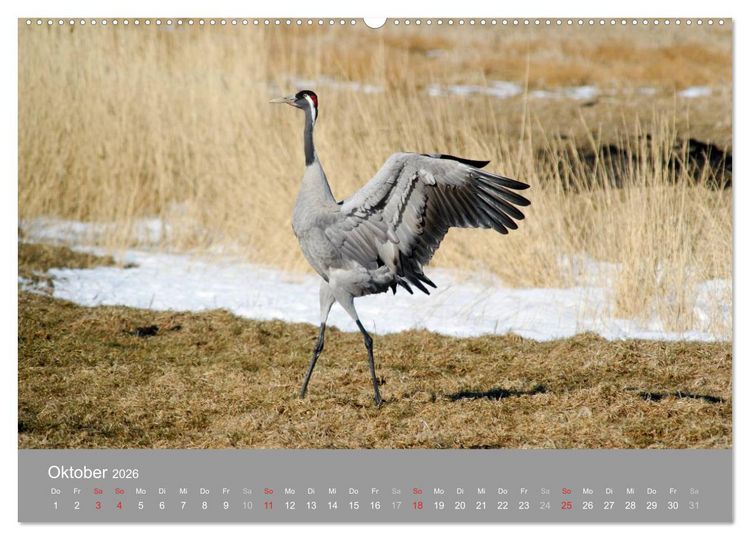Produktbild: Kraniche in Vorpommern (hochwertiger Premium Wandkalender 2026 DIN A2 quer), Kunstdruck in Hochglanz