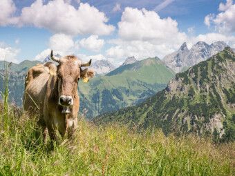 Produktbild: CALVENDO Puzzle Kuh am Fellhorn | 1000 Teile Lege-Gr&ouml;&szlig;e 64x48cm Foto-Puzzle f&uuml;r gl&uuml;ckliche Stunden