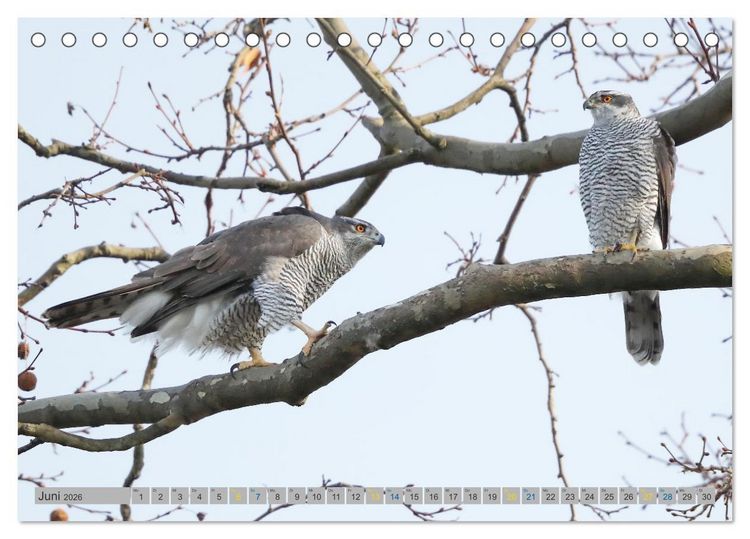 Produktbild: Habicht - aus dem Leben eines imposanten Greifvogels (Tischkalender 2026 DIN A5 quer), CALVENDO Monatskalender