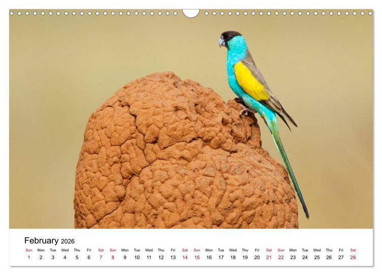 Produktbild: Australian Parrots (Wall Calendar 2026 DIN A3 landscape), CALVENDO 12 Month Wall Calendar