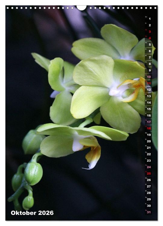 Produktbild: Phalaenopsis - Sch&ouml;ne Schmetterlingsorchideen (Wandkalender 2026 DIN A3 hoch), CALVENDO Monatskalender