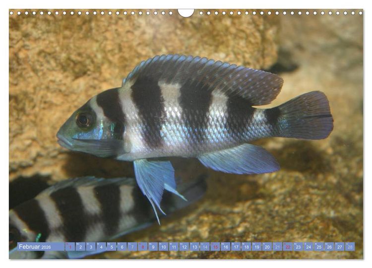 Produktbild: Bunte Welt der Fische (Wandkalender 2026 DIN A3 quer), CALVENDO Monatskalender