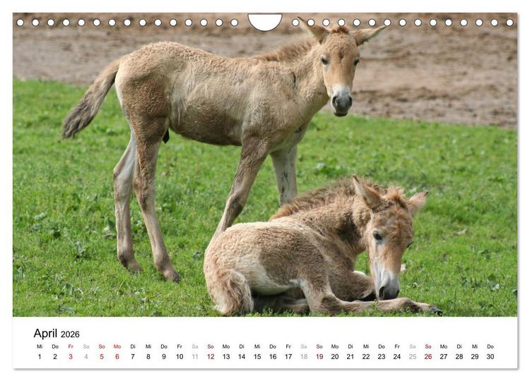 Produktbild: Faszination Przewalski-Pferde (Wandkalender 2026 DIN A4 quer), CALVENDO Monatskalender