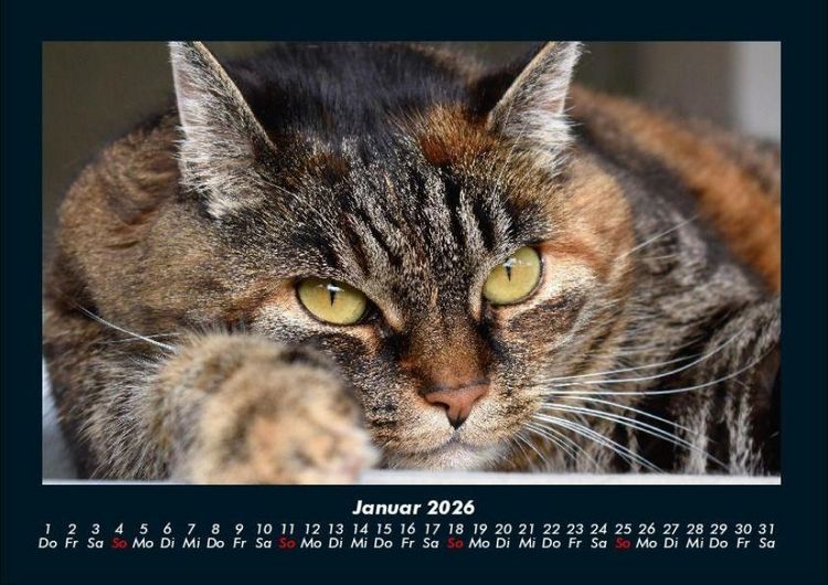 Produktbild: F&uuml;r Katzenfreunde 2026 Fotokalender DIN A4