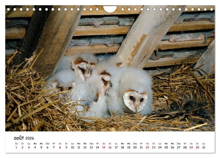 Produktbild: La vie des chouettes, les dames de la nuit (Calendrier mural 2026 DIN A4 vertical), CALVENDO calendrier mensuel