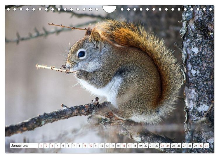 Produktbild: Eichh&ouml;rnchen - Kleine Tiere mit gro&szlig;em Charakter (Wandkalender 2027 DIN A4 quer), CALVENDO Monatskalender
