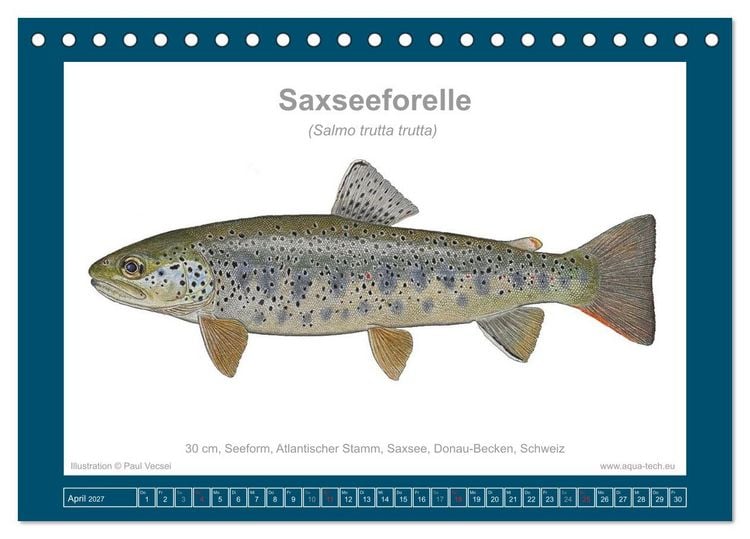 Produktbild: Fisch als Kunst 2027: Seeforellen (Tischkalender 2027 DIN A5 quer), CALVENDO Monatskalender