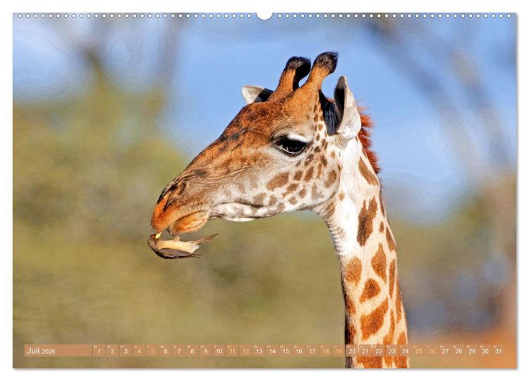 Produktbild: Giraffen: Die afrikanischen Riesen mit Weitblick (hochwertiger Premium Wandkalender 2026 DIN A2 quer), Kunstdruck in Hochglanz