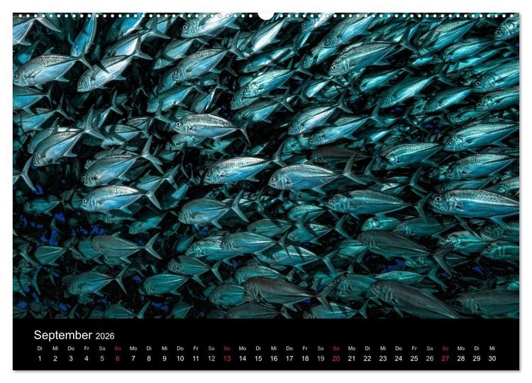 Produktbild: Fischschw&auml;rme (Wandkalender 2026 DIN A2 quer), CALVENDO Monatskalender