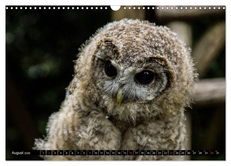 Produktbild: Eulen. Mystische Sch&ouml;nheiten (Wandkalender 2026 DIN A3 quer), CALVENDO Monatskalender