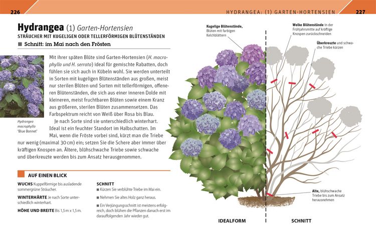 Produktbild: Gartenwissen Pflanzenschnitt