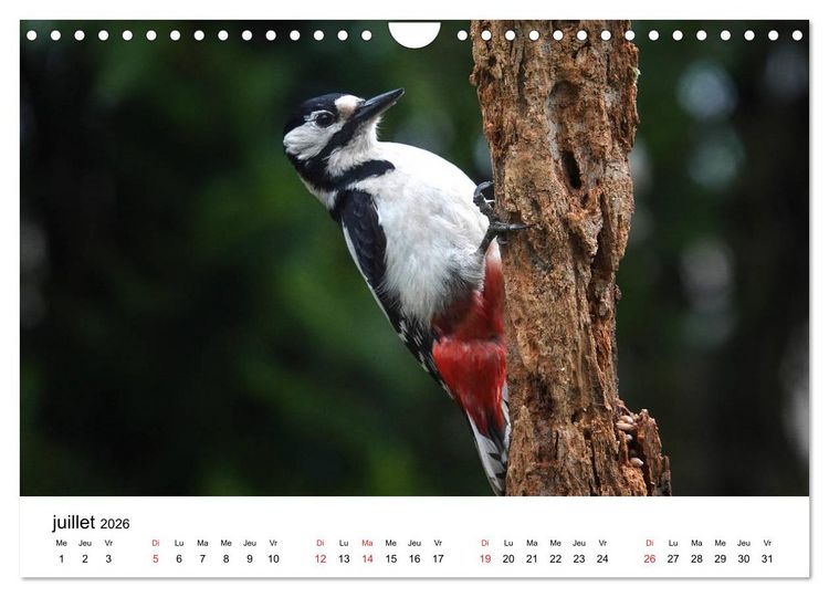 Produktbild: Oiseaux de nos villages en G&acirc;tinais (Calendrier mural 2026 DIN A4 vertical), CALVENDO calendrier mensuel