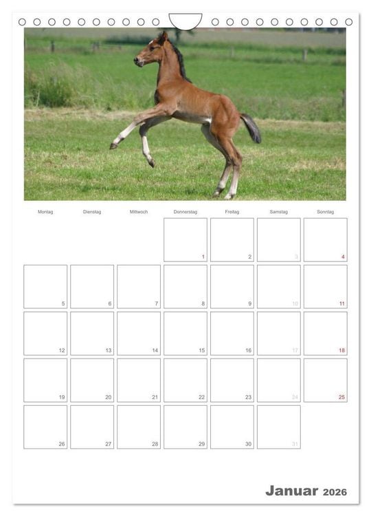 Produktbild: Fohlen und Jungpferde (Wandkalender 2026 DIN A4 hoch), CALVENDO Monatskalender