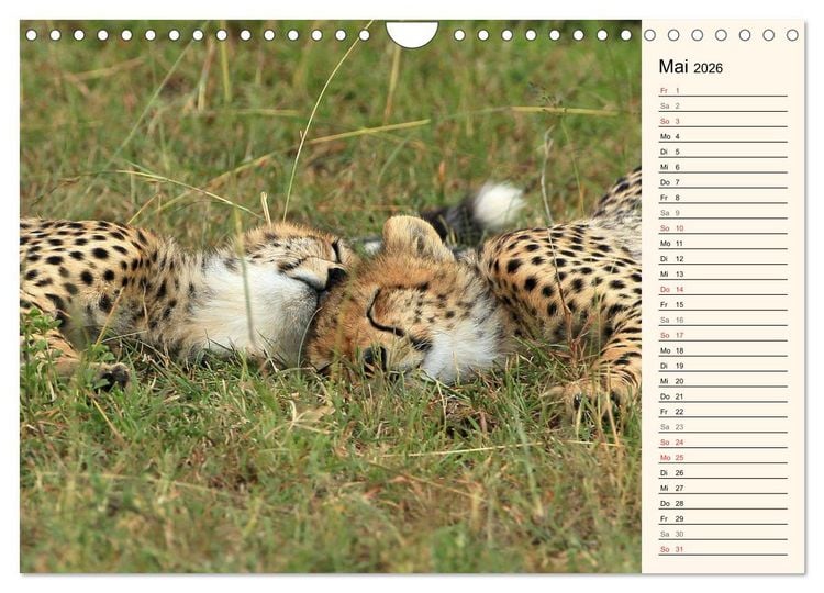 Produktbild: Geparden - Ein Leben in Afrika (Wandkalender 2026 DIN A4 quer), CALVENDO Monatskalender