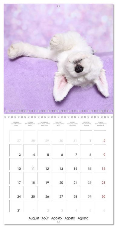Produktbild: Sleeping Puppies (Wall Calendar 2026 12 &times; 12 Inch) CALVENDO 12 Month Wall Calendar